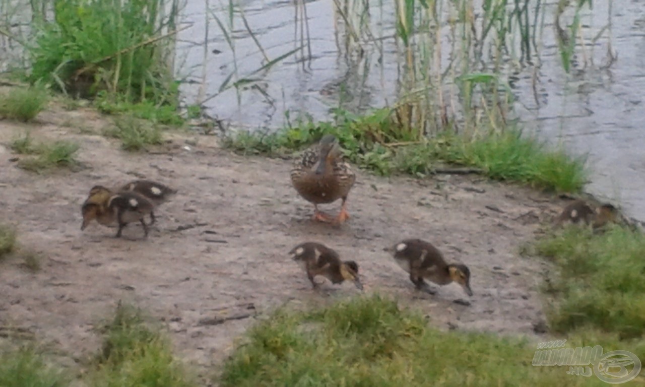 Kiskacsák is meglátogattak bennünket