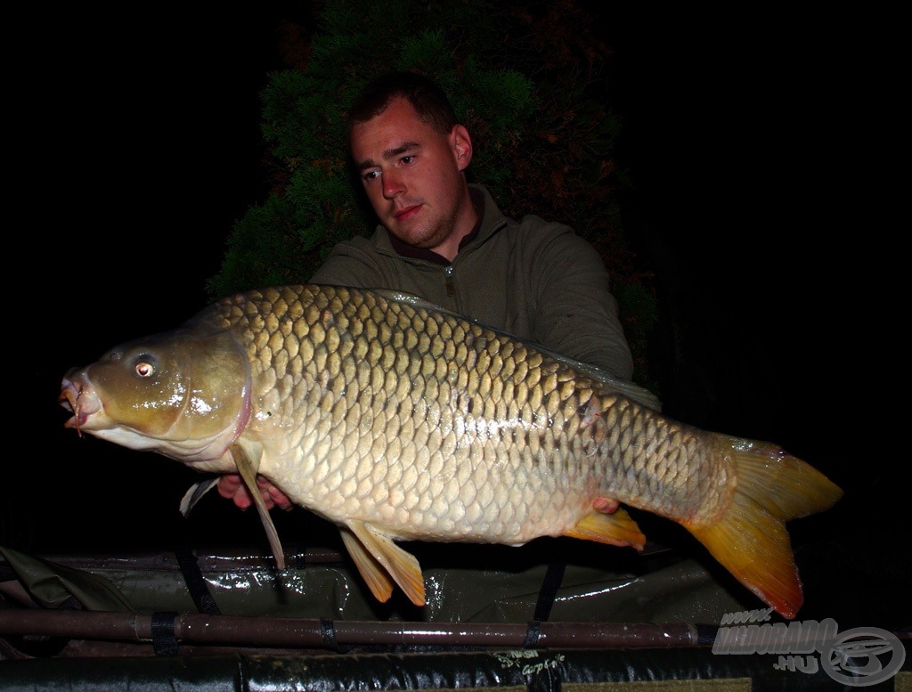 Szép éjszakai tőponty (12,35 kg)