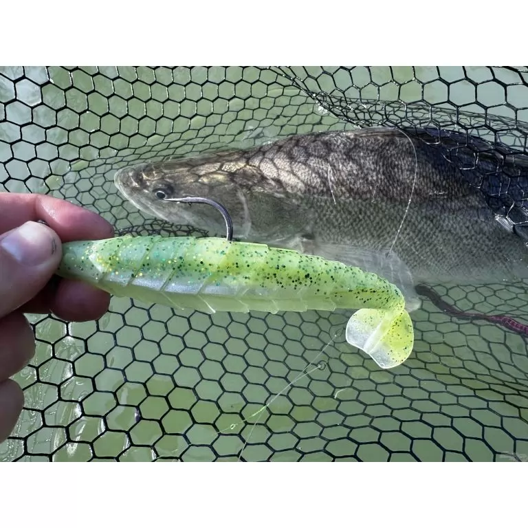 FRAPP Geko 11,5 cm - 22 / 5