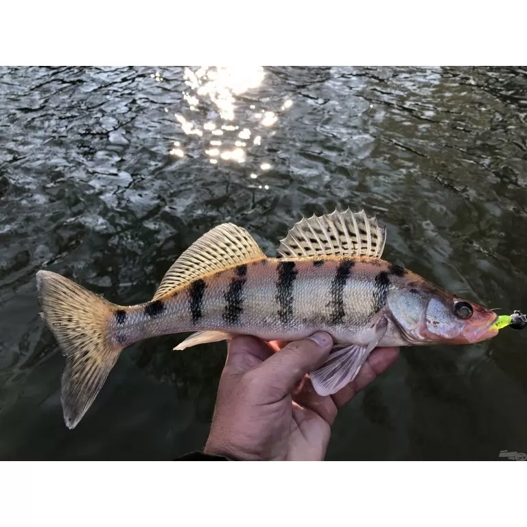 NEVIS Impulse Shad 6,3 cm - Fehér / 3