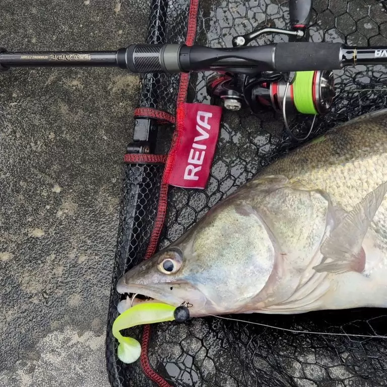 REIVA Excape Spinning 235MH / 9