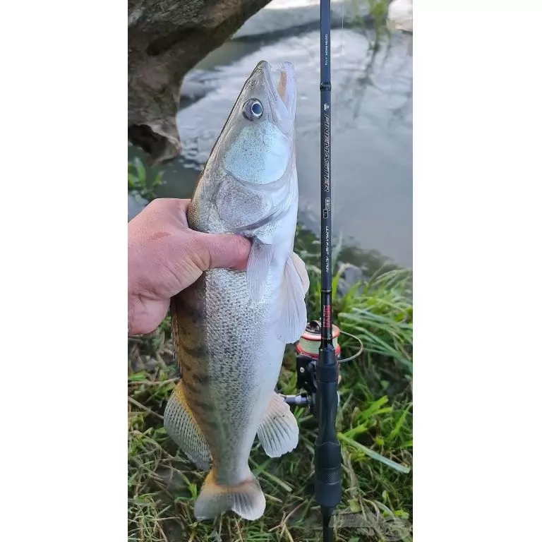 REIVA FineMaster Spin 230M / 5