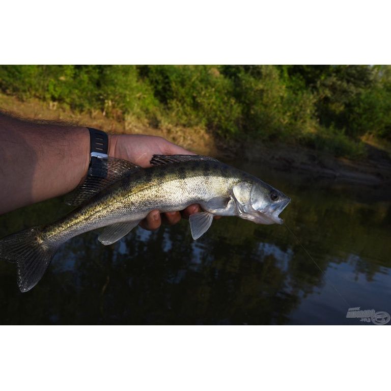 SALMO Sparky Shad SS4S HGOS