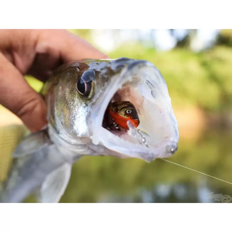 SALMO Sparky Shad SS4S SHS SALMO Sparky Shad SS4S SHS