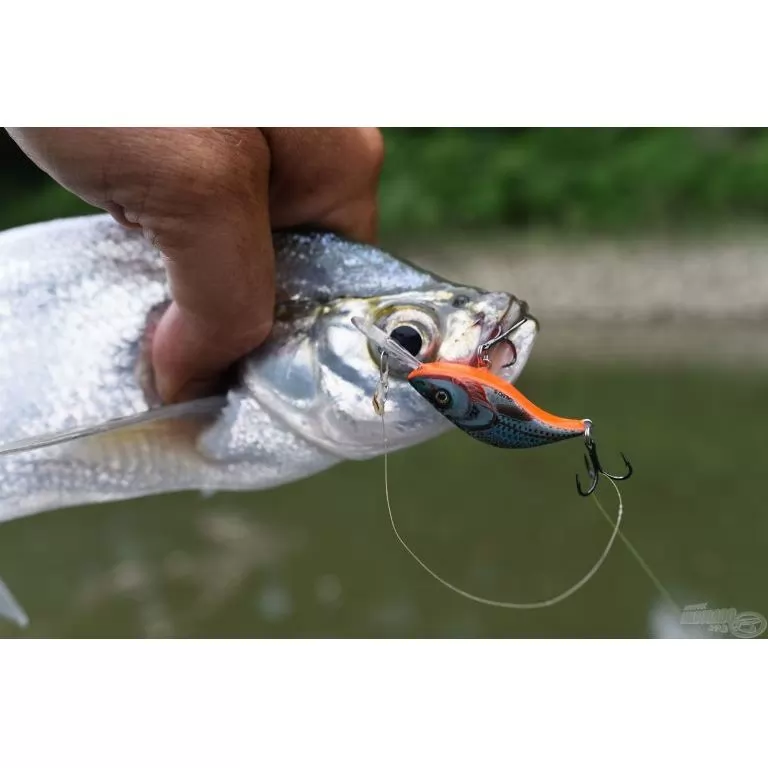 SALMO Sparky Shad SS4S SHS SALMO Sparky Shad SS4S SHS