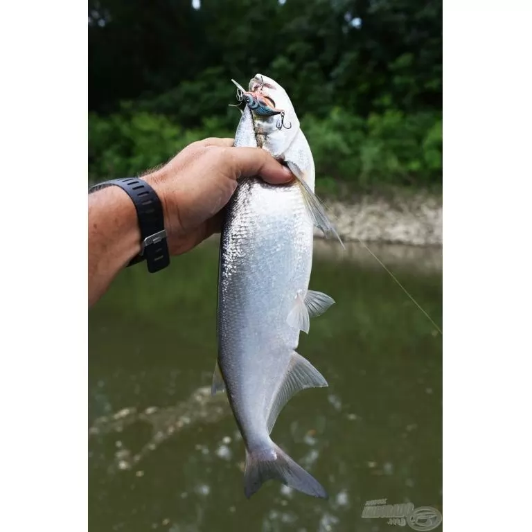 SALMO Sparky Shad SS4S SHS SALMO Sparky Shad SS4S SHS