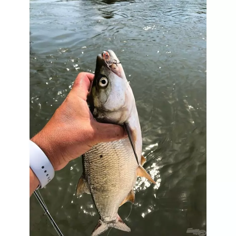 SALMO Thrill TH9 BMG / 6